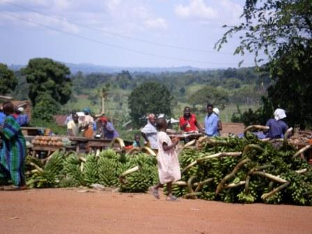 Plantains being harvested